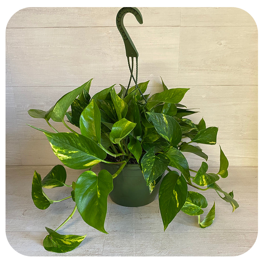 Pothos - Golden