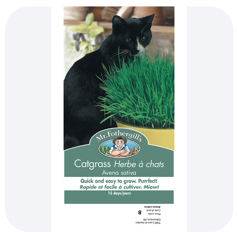 Cat Grass Seeds
