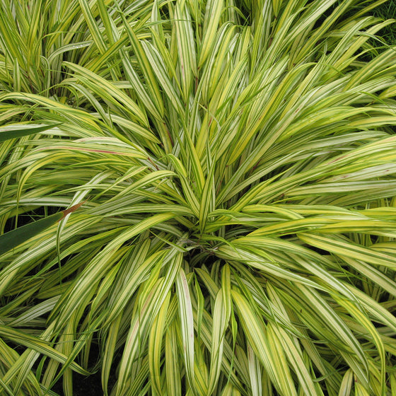 Hakonechloa Macra 'Aureola' (Japanese Forest Grass)