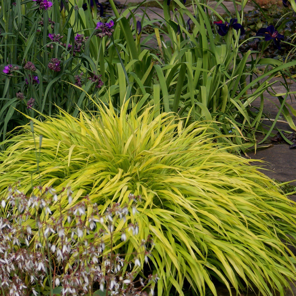 Japanese Forest Grass ‘All Gold’ (Hakonechloa macra)