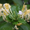 Halls Honeysuckle (Lonicera japonica 'Halliana')