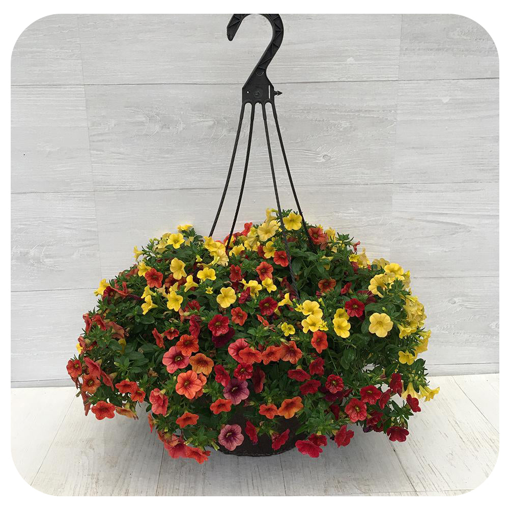 Hanging Basket Sun - Calibrachoa Yellow and Orange Mix
