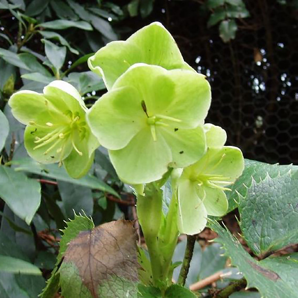Helleborus ‘illumi lime’ (Lenten Rose)