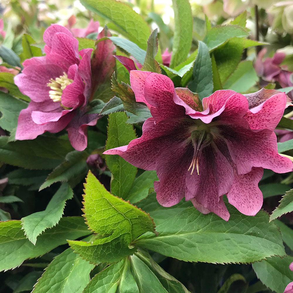 Helleborus 'Vavavoom Pink' (Lenten Rose)