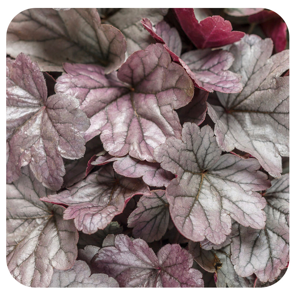Heuchera Dolce 'Silver Gumdrop' by Proven Winners