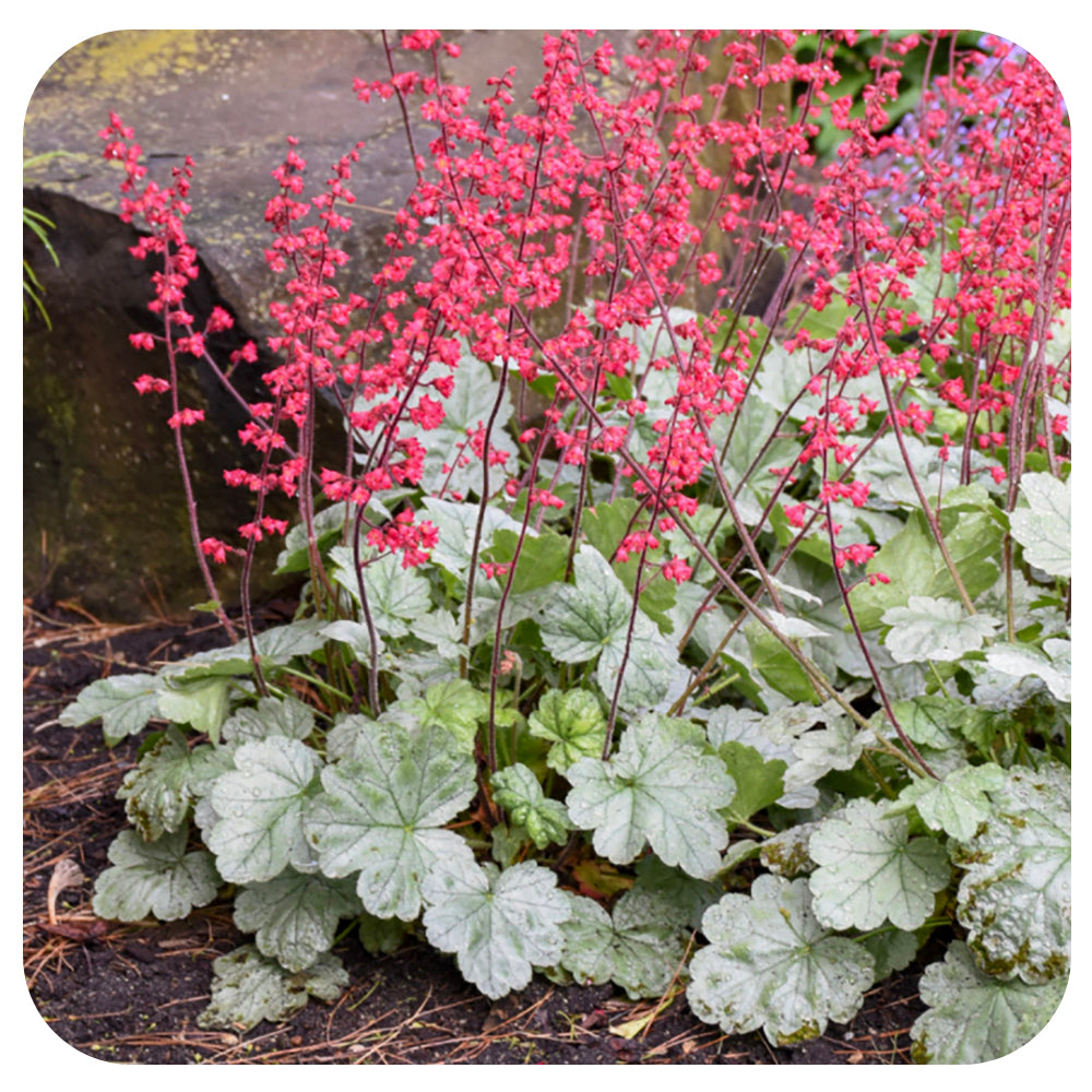 Heuchera Dolce 'Spearmint' by Proven Winners