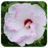 Hibiscus 'Summerific 'Ballet Slippers' by Proven Winners