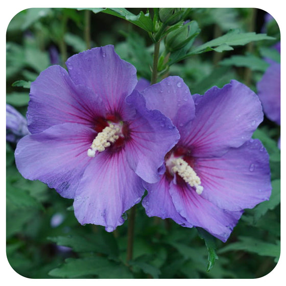 Hibiscus 'Paraplu Violet' by Proven Winners