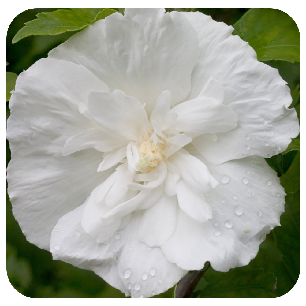 Rose of Sharon 'White Chiffon' by Proven Winners