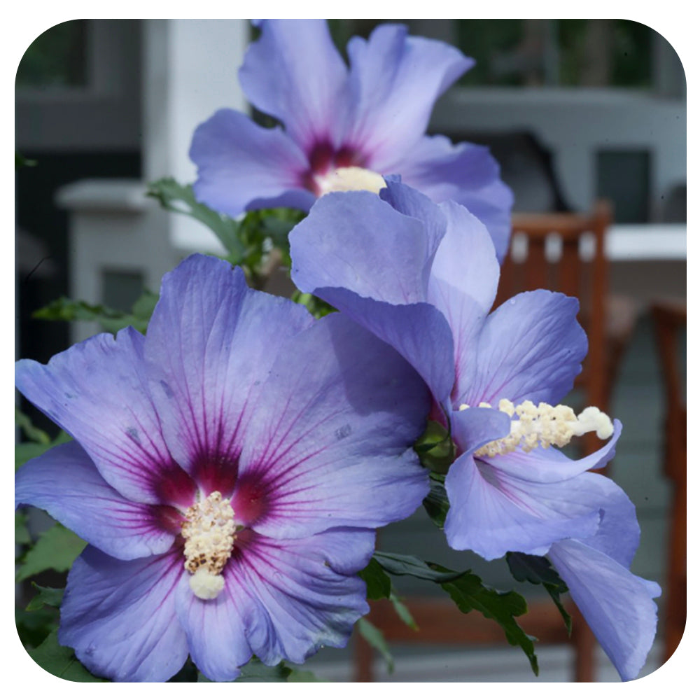 Rose of Sharon 'Azurri Blue Satin' by Proven Winners
