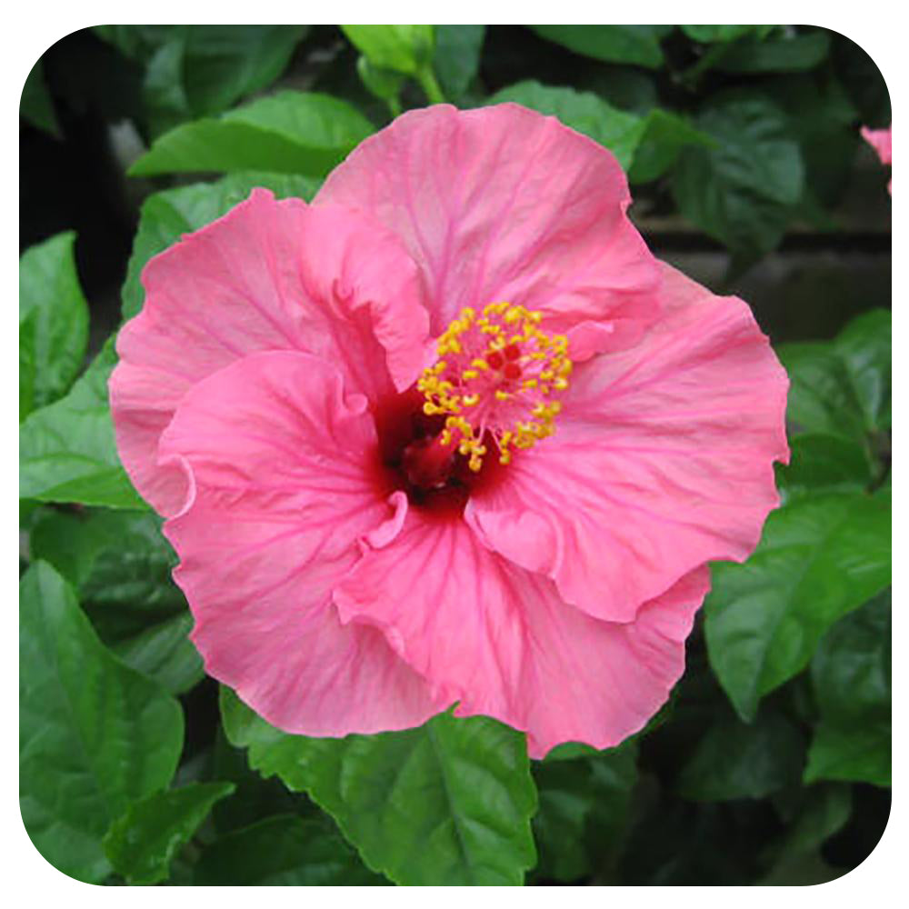 Hibiscus