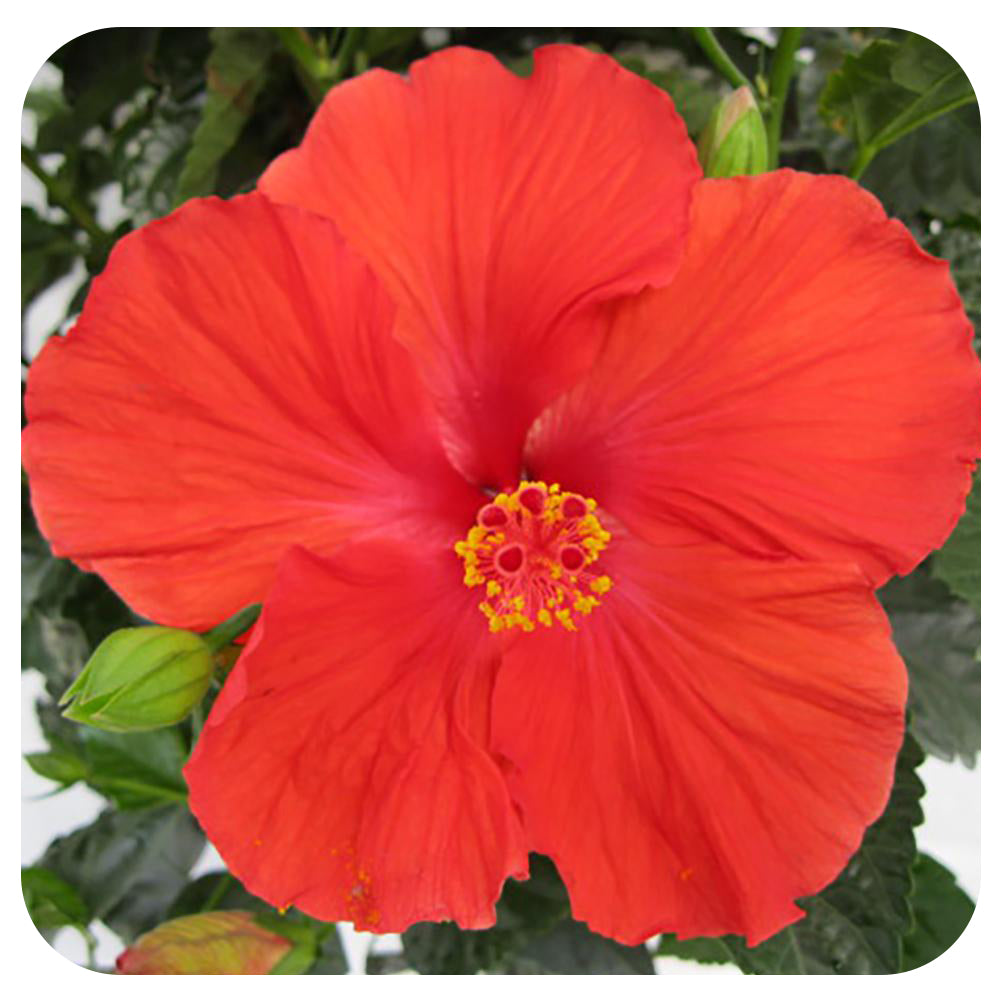 Hibiscus