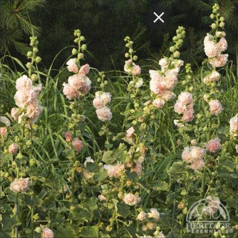 Double Hollyhock ‘Peaches n' Dreams’ (Alcea rosea)