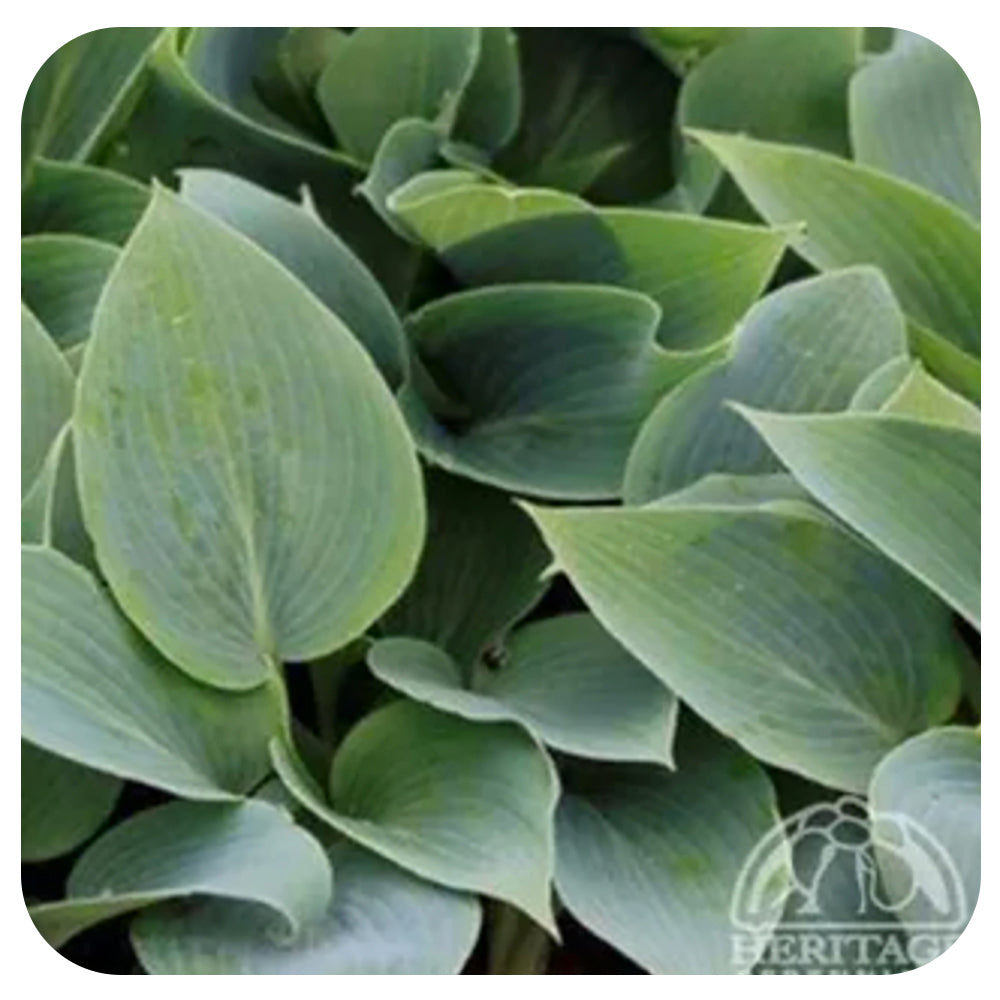 Hosta Canadian Blue