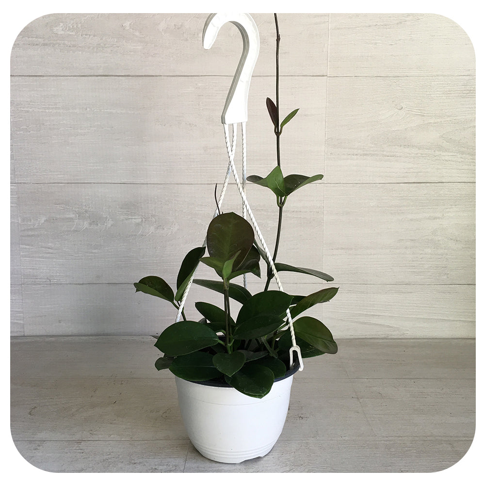 Hoya australis Hanging Basket