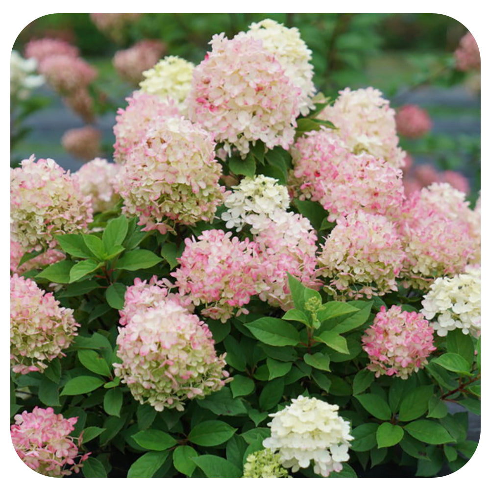 Hydrangea paniculata  'Fire Light Tidbit'