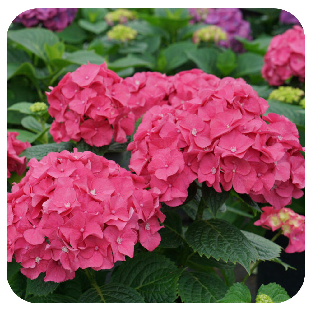 Let’s Dance Big Band Hydrangea by Proven Winners (Hydrangea macrophylla)