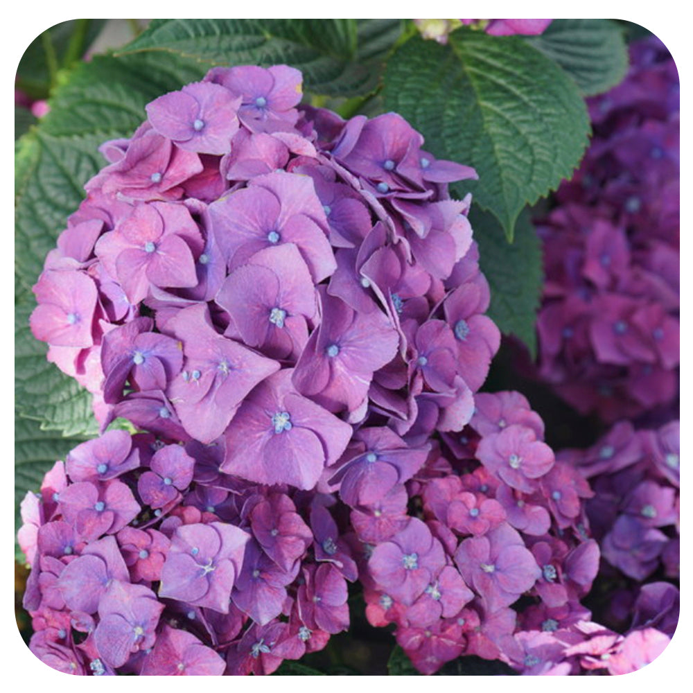 Let’s Dance Big Band Hydrangea by Proven Winners (Hydrangea macrophylla)
