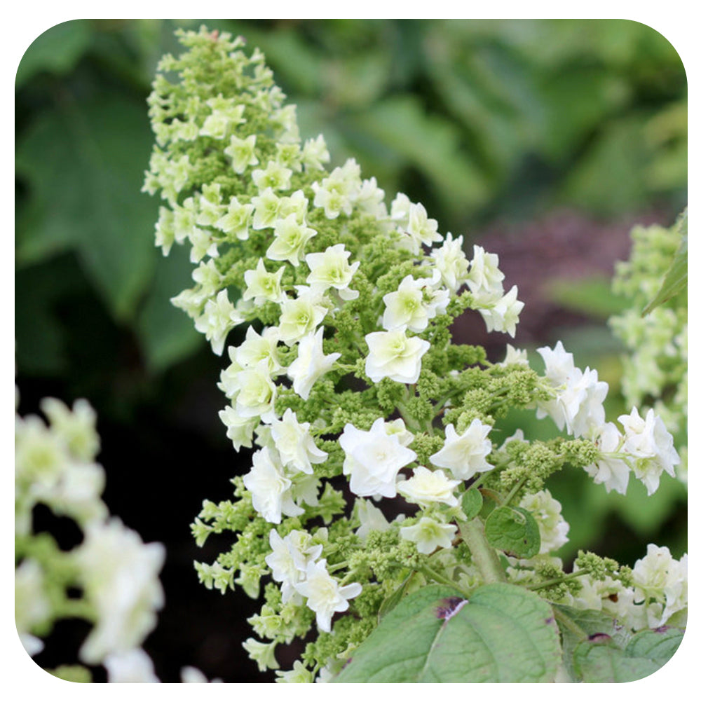 Oakleaf Hydrangea (quercifolia) 'Gatsby Star'