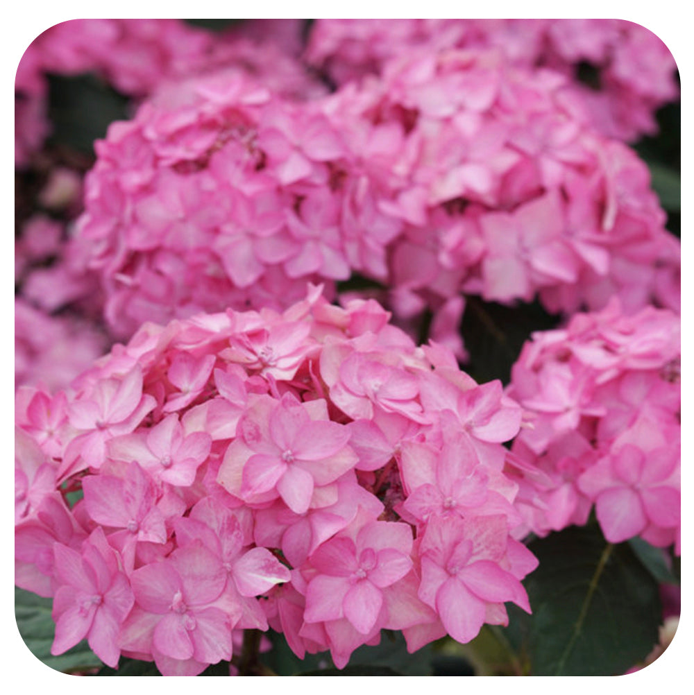 Hydrangea serrata 'Let's Dance Can Do'