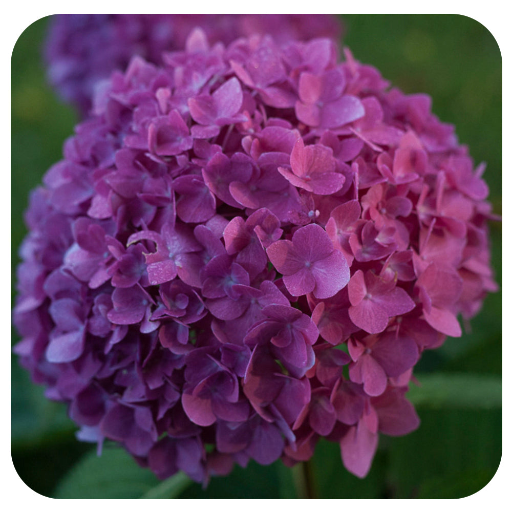 Let’s Dance Rave Hydrangea by Proven Winners (Hydrangea macrophylla)