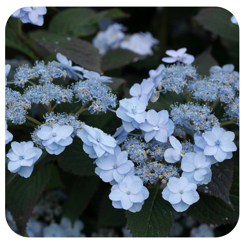 Hydrangea serrata 'Tiny Tuff Stuff'