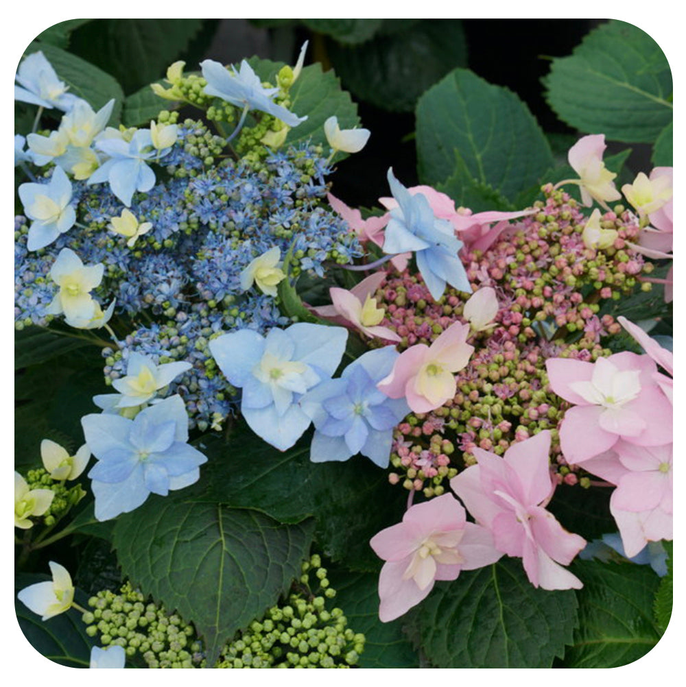Hydrangea serrata 'Tuff Stuff Ah-Ha'