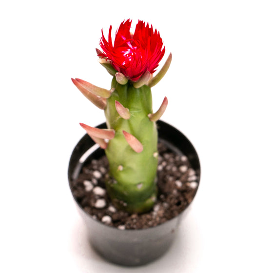 Eve's Needle / Opuntia subulata (Cactus Strawflower)