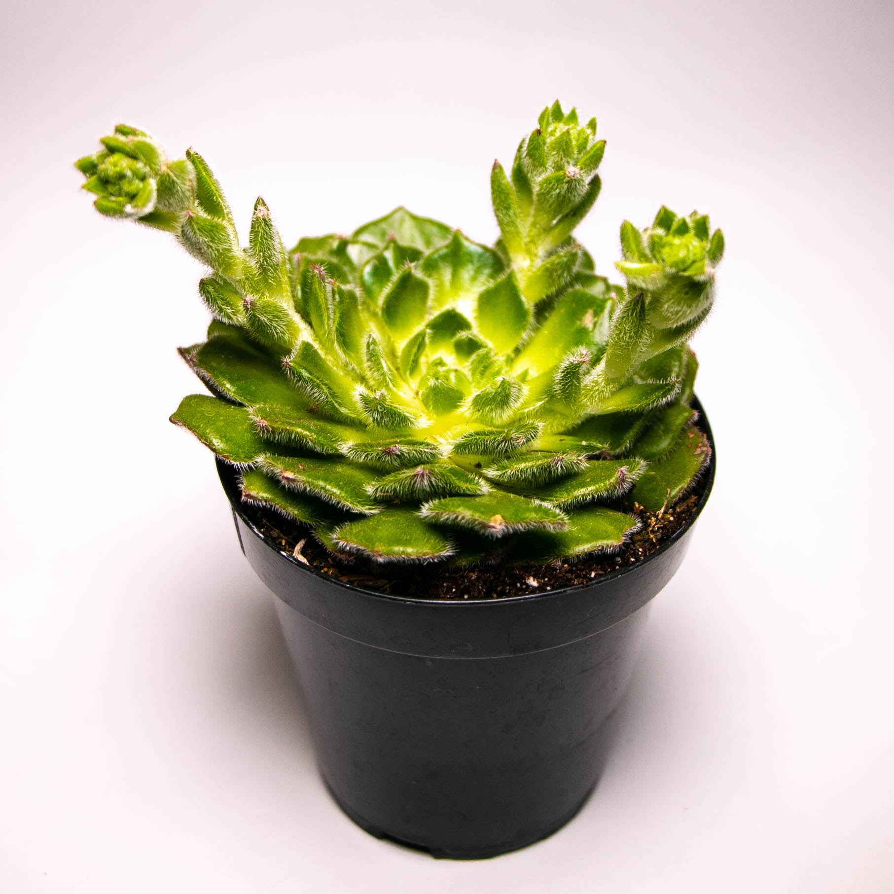 woolly rose succulent Woolly Rose / Echeveria setosa ciliata