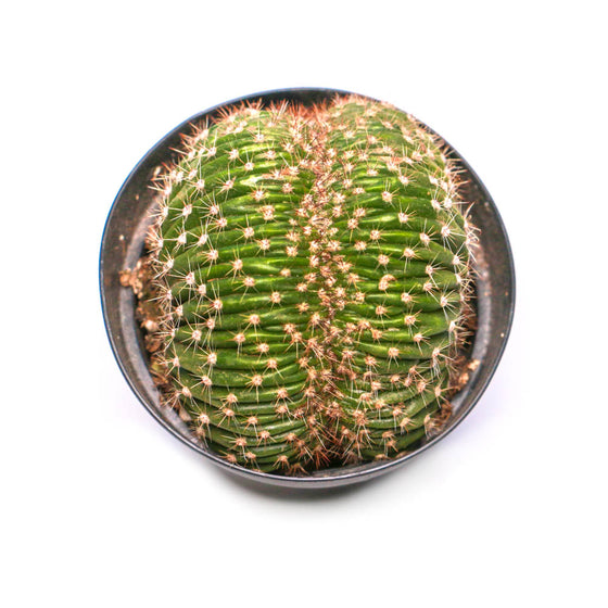 Caterpillar Plant / Echinopsis species cristata