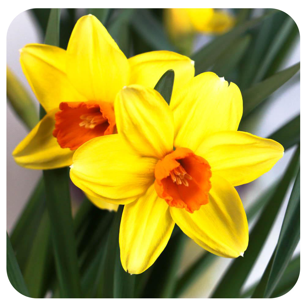 Daffodil (Narcissus)