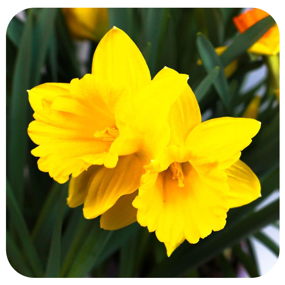 Daffodil (Narcissus)