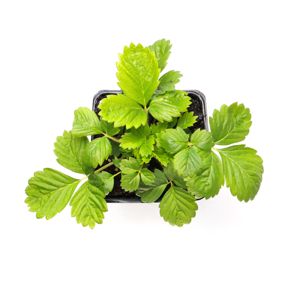 Strawberry Alpine - Organic