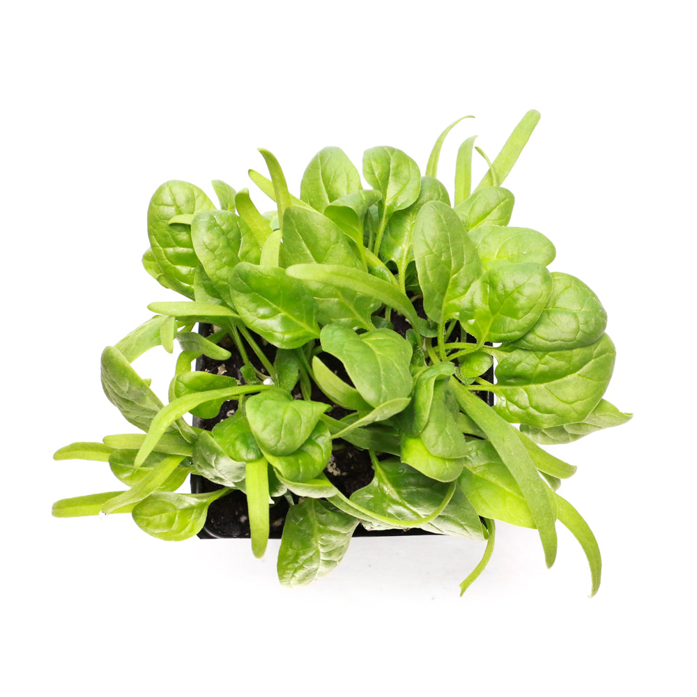 Spinach (Organic)
