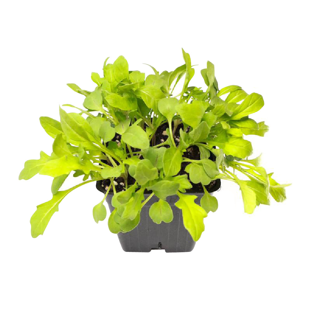 Kale - Blue Curled Scotch (Organic)