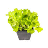 Lettuce Romaine - Organic