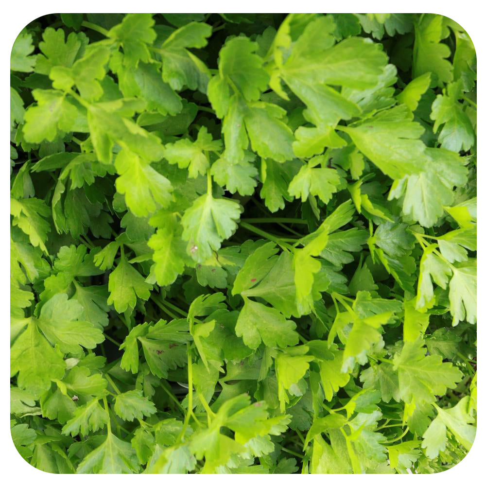 Italian Parsley (Organic)