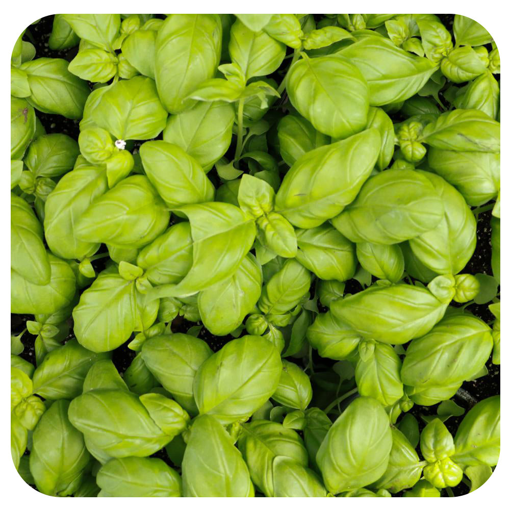 Basil Genovese (Organic)