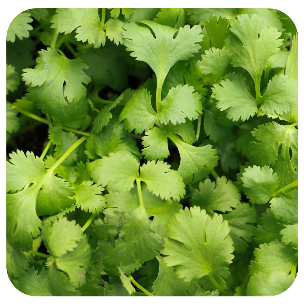 Coriander/ Cilantro (Organic)