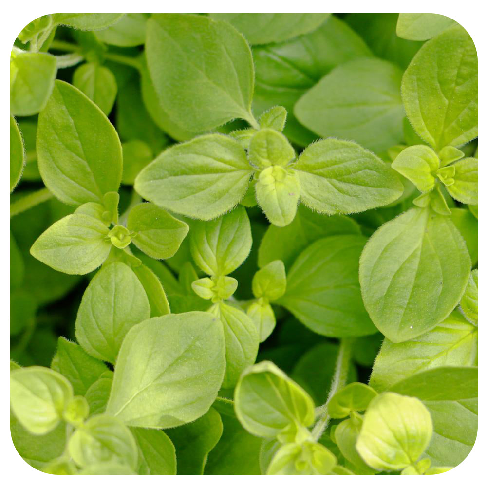 Oregano (Organic)
