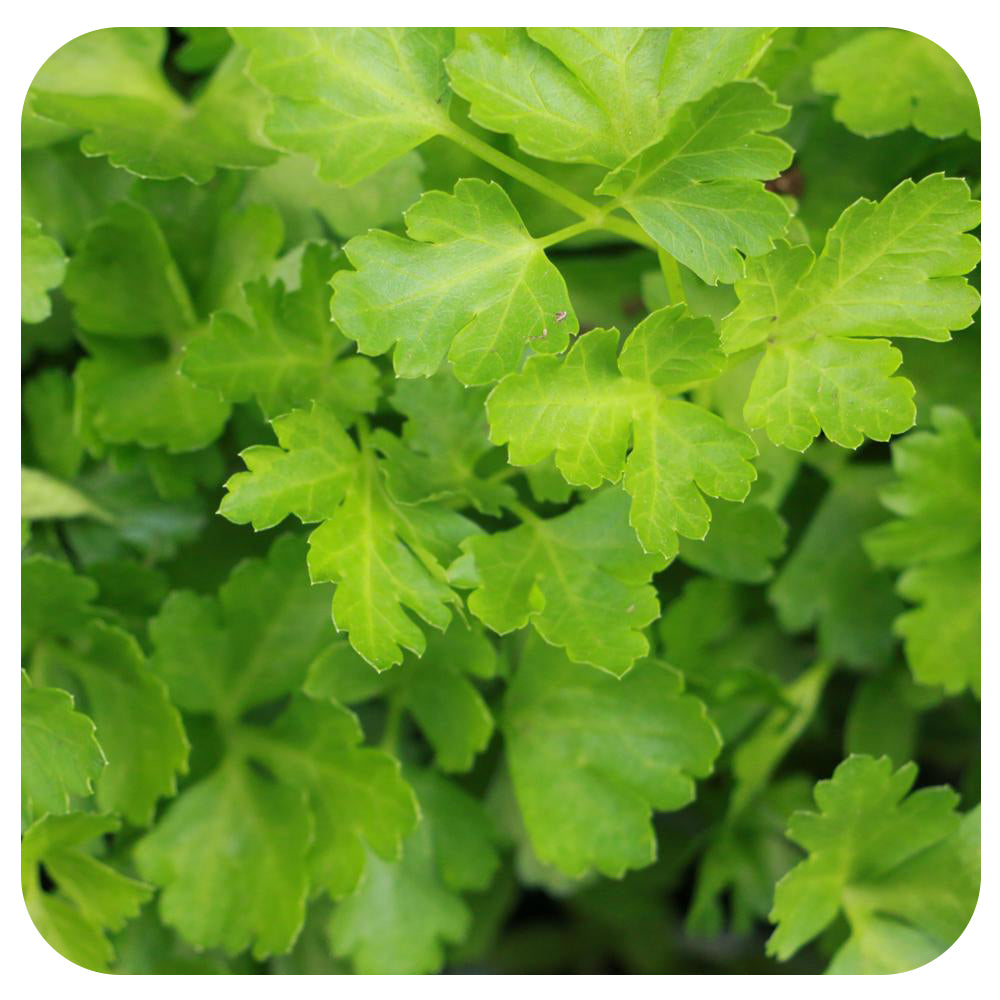 Italian Parsley