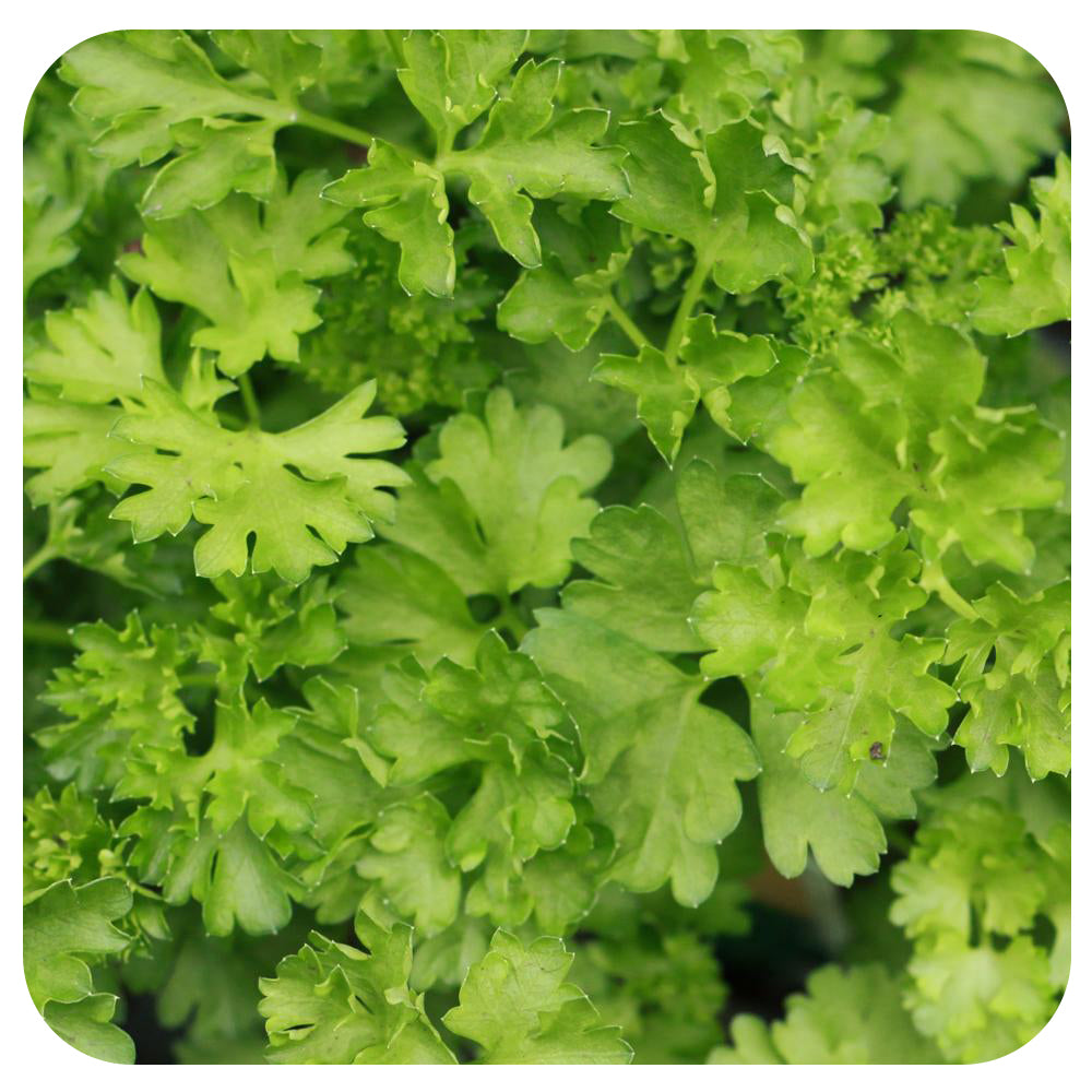 Curled Parsley
