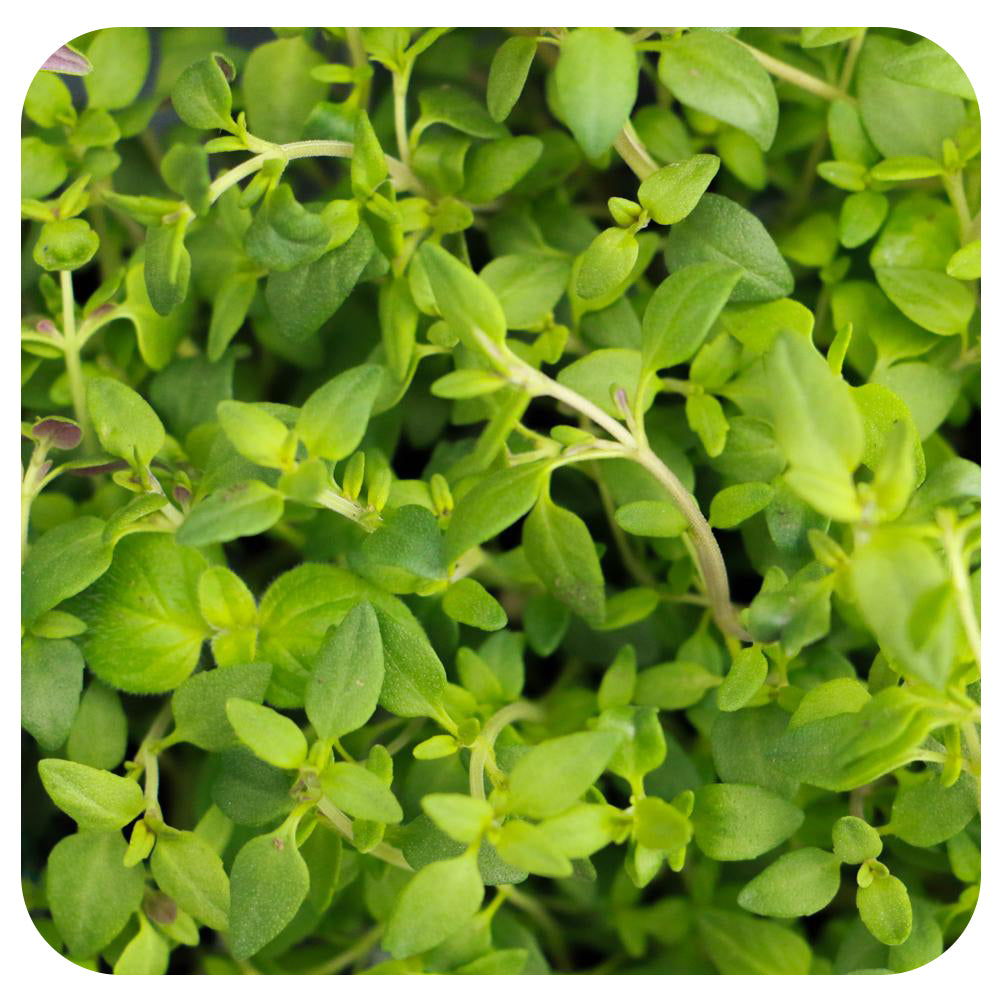 Garden Thyme (Culinary - Organic)
