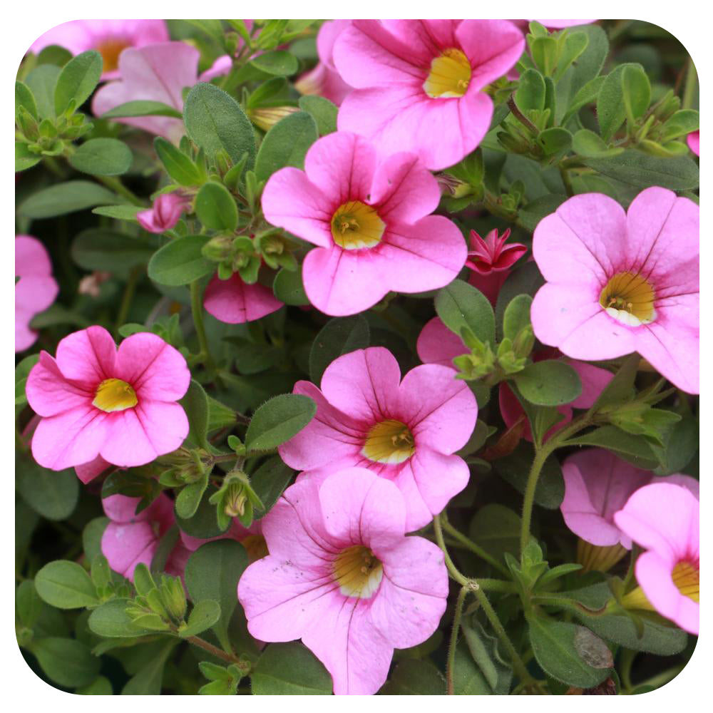 Calibrachoa (Mini-Petunia/ Million Bells)