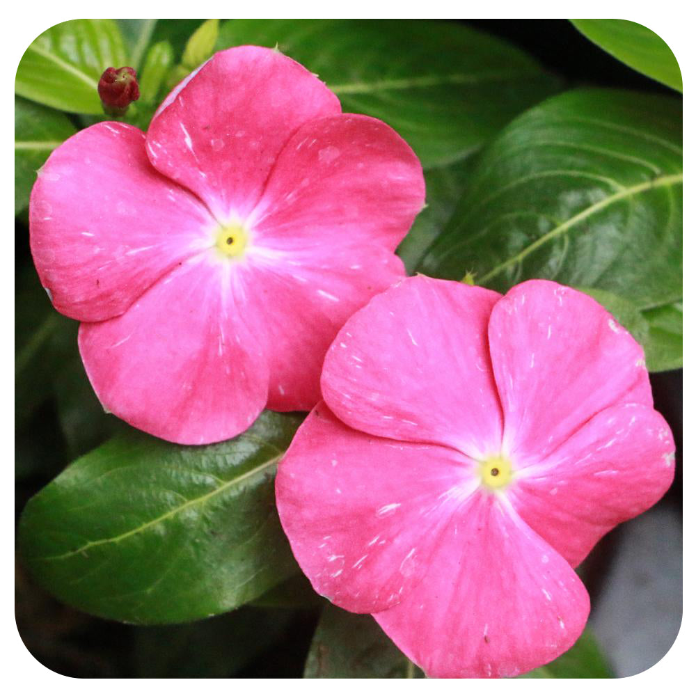 Vinca