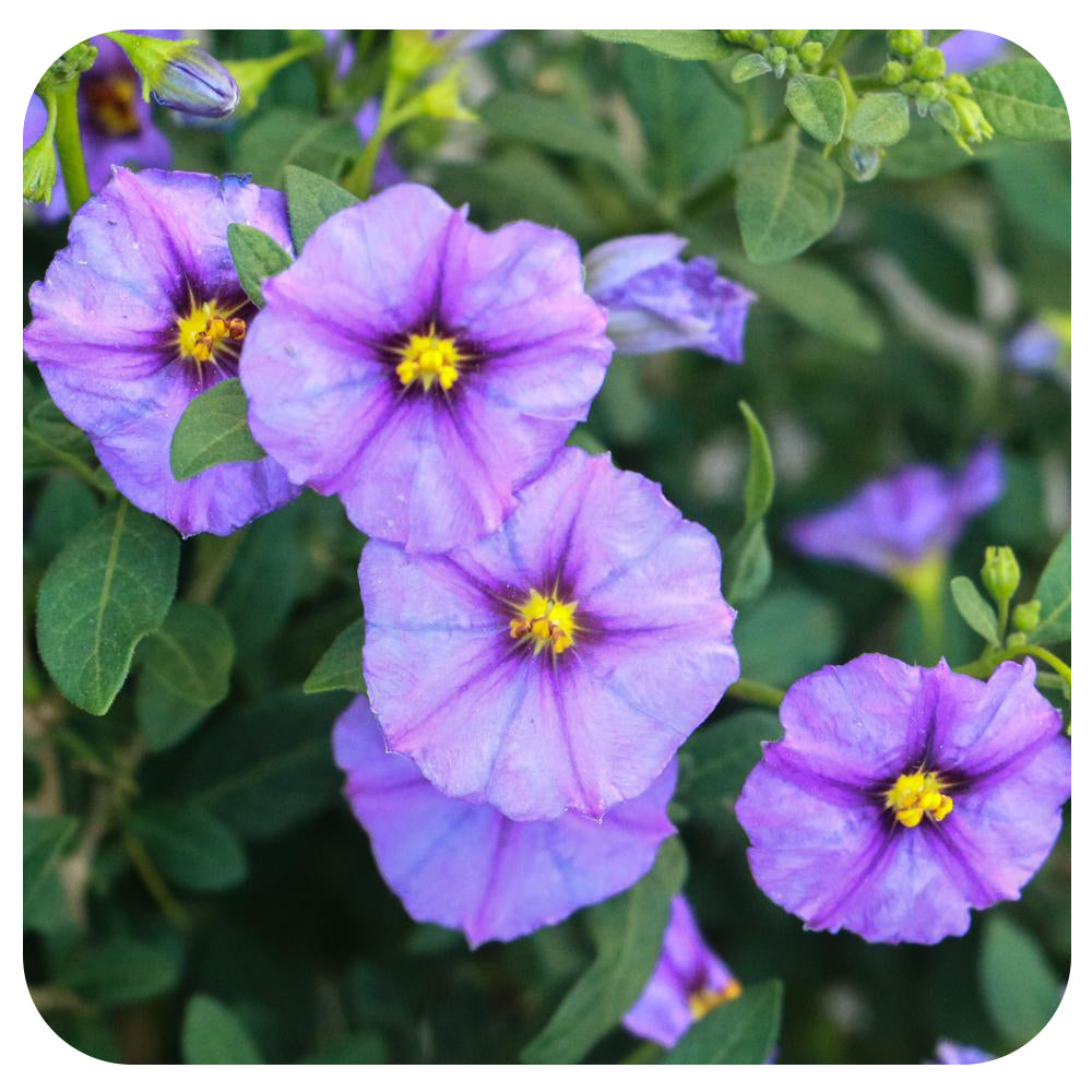 Solanum Tree (Lycianthes rantonnetii)