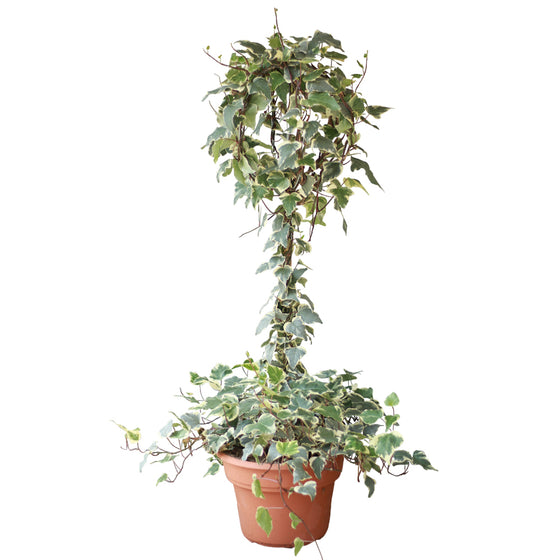Ivy Marengo Topiary (Hedera Algeriensis)