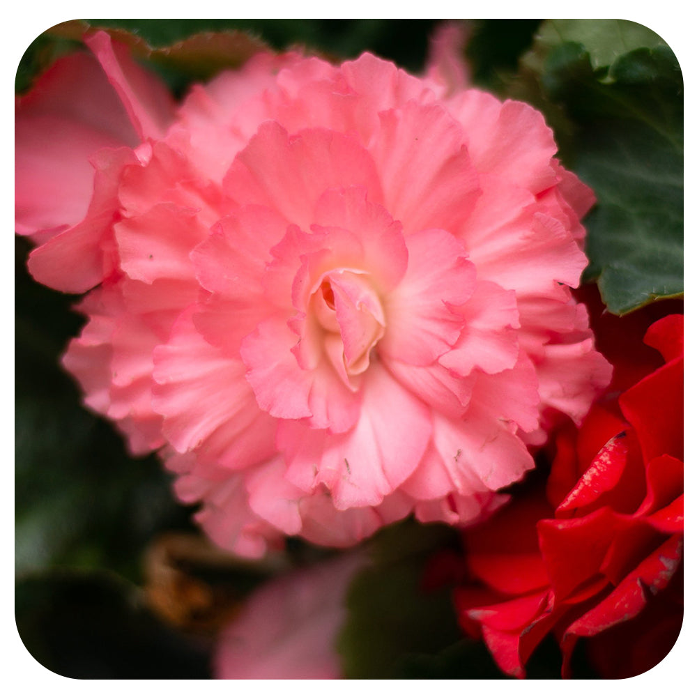 Begonia - Non-Stop Variety (Tuberous Begonia)
