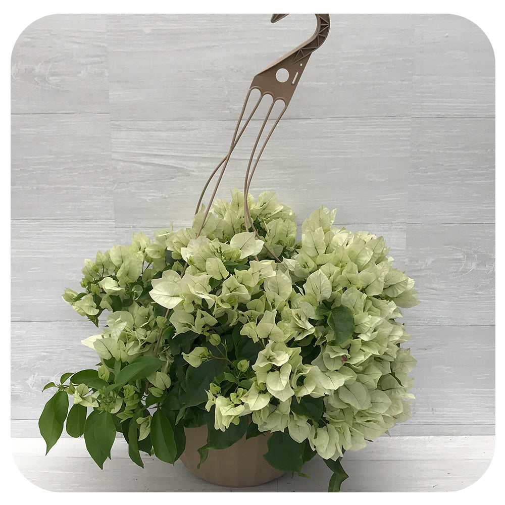 bougainvillea hanging basket plant Bougainvillea Hanging Basket