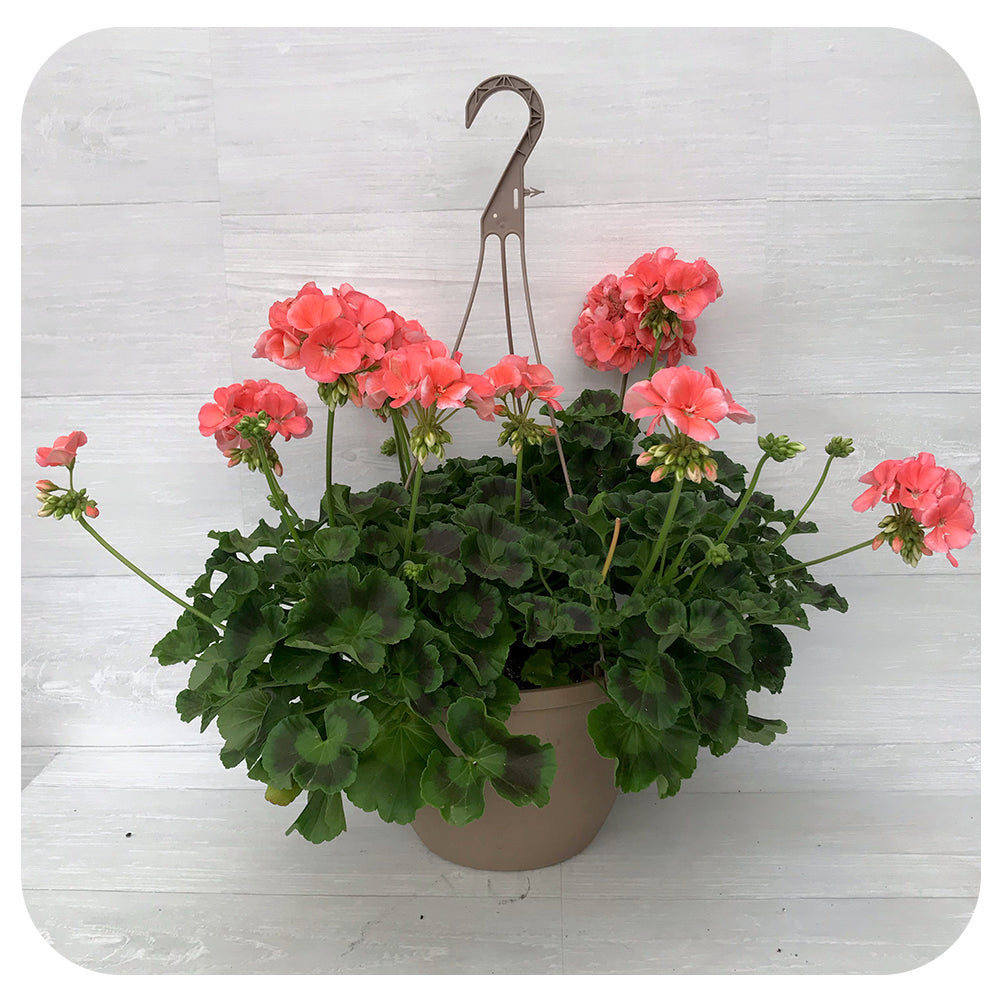 Geranium Hanging Baskets - Salmon